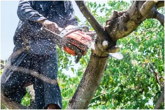 tree services Spring Valley Village